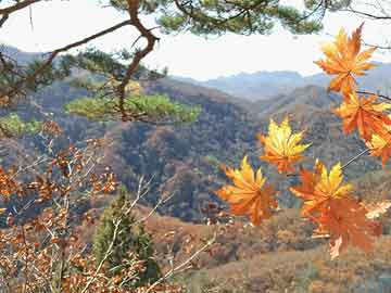 狗打胎药在哪里直接购买打胎药米菲吃了多久能吐（打胎药米菲吃了多久能吐出来）